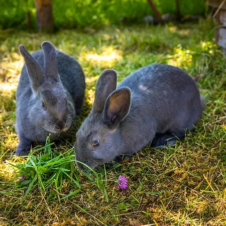 Schintlbauer Appartamento *