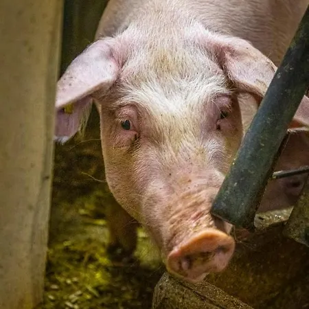 Schintlbauer Annaberg im Lammertal