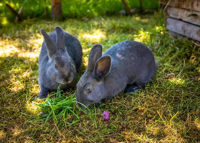 Schintlbauer Apartmán *