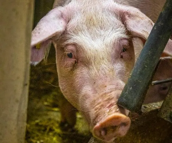 Schintlbauer Annaberg im Lammertal